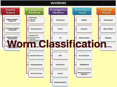 Worm Classification Thumb